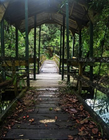 Podocarpus National Park